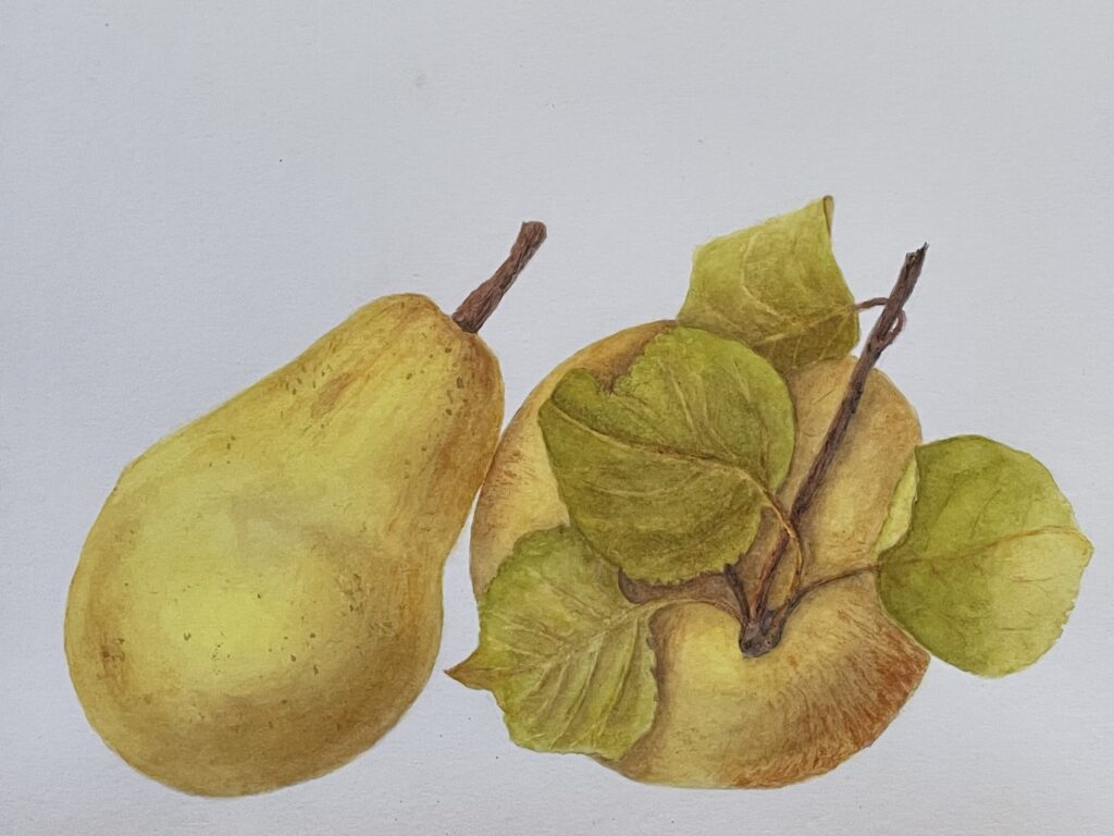 Pear and apple painted in watercolor