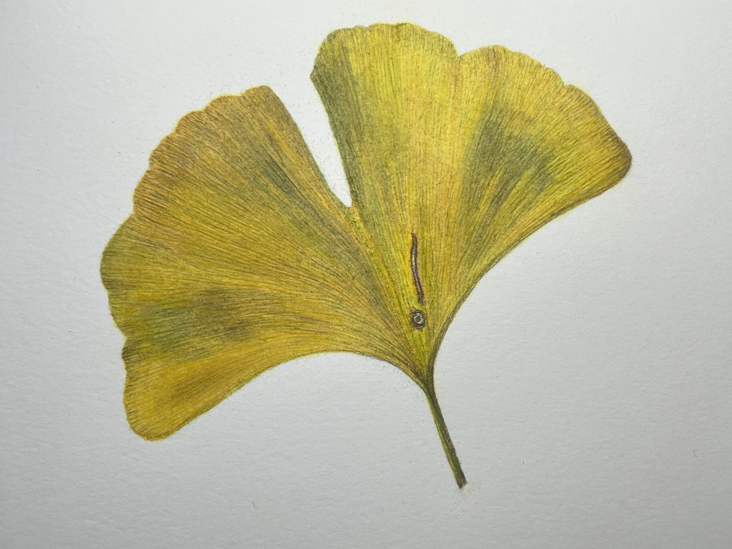 Yellow-Green Gingko Leaf in colored pencil