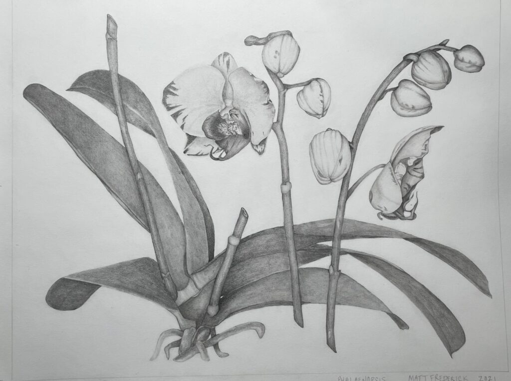 Orchid drawing