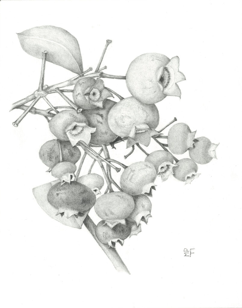 Graphite drawing of blueberry branch